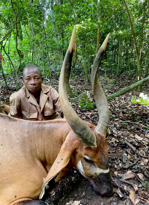 Western Bongo (Cameroon)